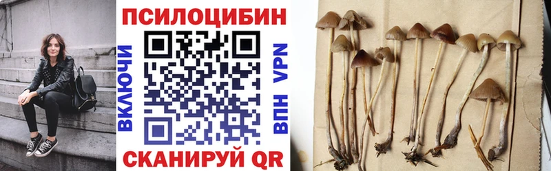 как найти   Железногорск  Галлюциногенные грибы Cubensis 
